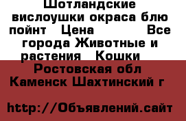 Шотландские вислоушки окраса блю пойнт › Цена ­ 4 000 - Все города Животные и растения » Кошки   . Ростовская обл.,Каменск-Шахтинский г.